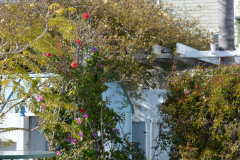 Side Yard - Gault House