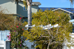 Side Yard - Gault House