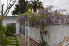 Side Yard - Gault House