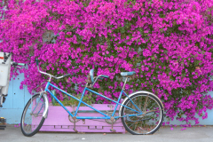 Tandem Bike - Gault House